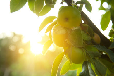 Photo of Ripe apples on tree branch in garden. Space for text