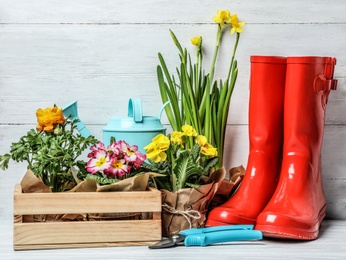 Photo of Composition with plants and gardening tools on table against wooden background