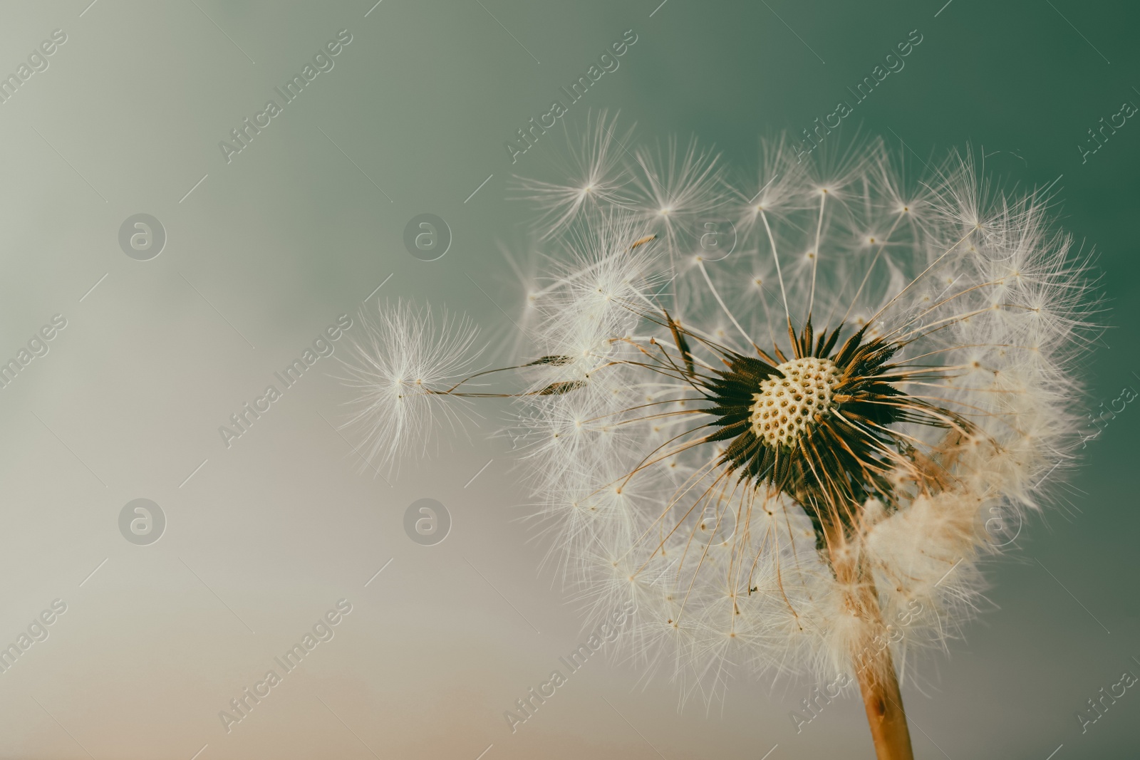 Photo of Beautiful dandelion flower on light blue background, closeup. Space for text