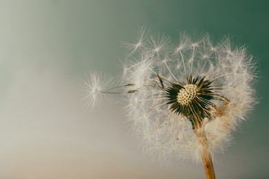 Photo of Beautiful dandelion flower on light blue background, closeup. Space for text