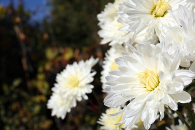 Photo of Beautiful chrysanthemum flowers growing outdoors, space for text
