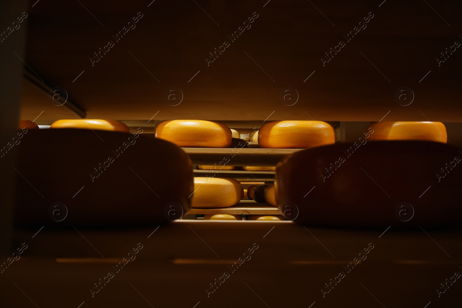 Photo of Fresh cheese heads on rack in factory warehouse