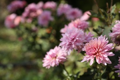 Photo of Beautiful pink chrysanthemum flowers growing on blurred background, space for text