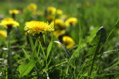 Photo of Beautiful bright yellow dandelions in green grass on sunny day, closeup