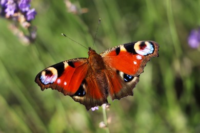 Beautiful butterfly in lavender field on sunny day, closeup