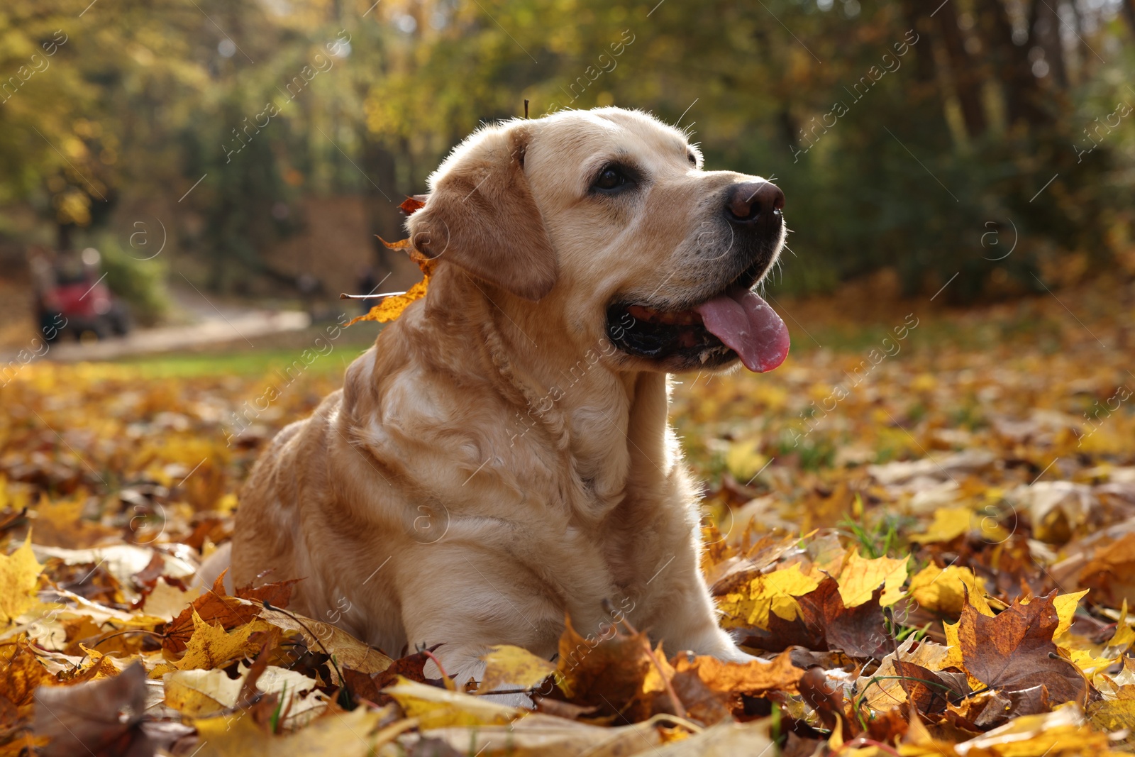 Photo of Cute Labrador Retriever dog on fallen leaves in sunny autumn park