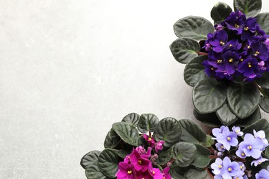 Photo of Beautiful violet flowers on light grey background, flat lay with space for text. Delicate house plants