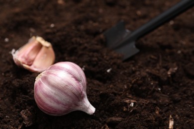 Photo of Vegetable gardening. Head and cloves of garlic on fertile soil, closeup. Space for text