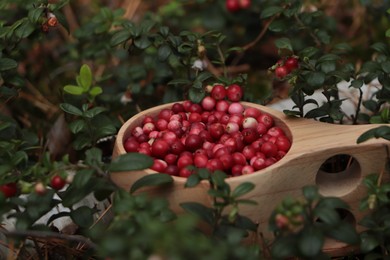 Photo of Many ripe lingonberries in wooden cup outdoors, closeup