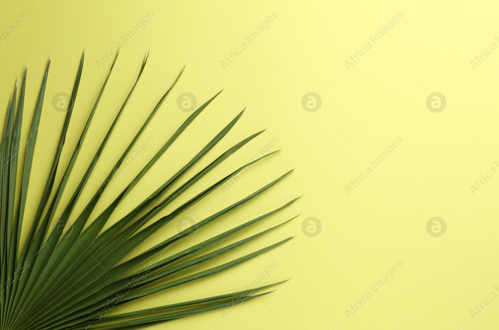 Photo of Leaf of tropical palm tree on yellow background, top view