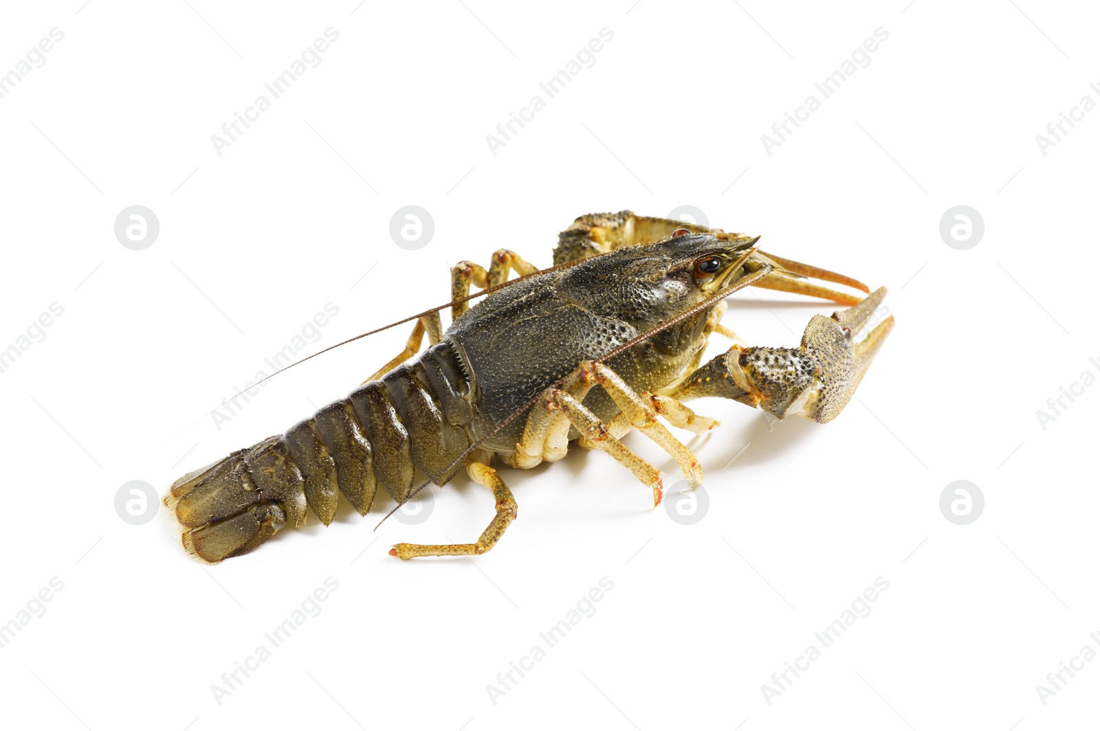 Photo of Fresh raw crayfish isolated on white. Healthy seafood