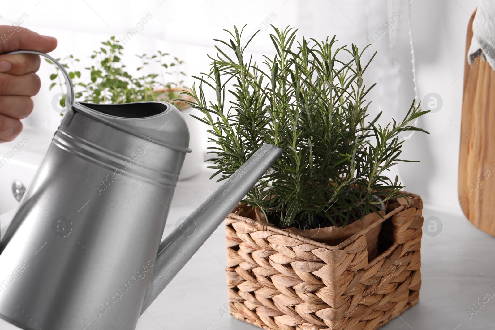 Photo of Man watering potted rosemary at white table, closeup