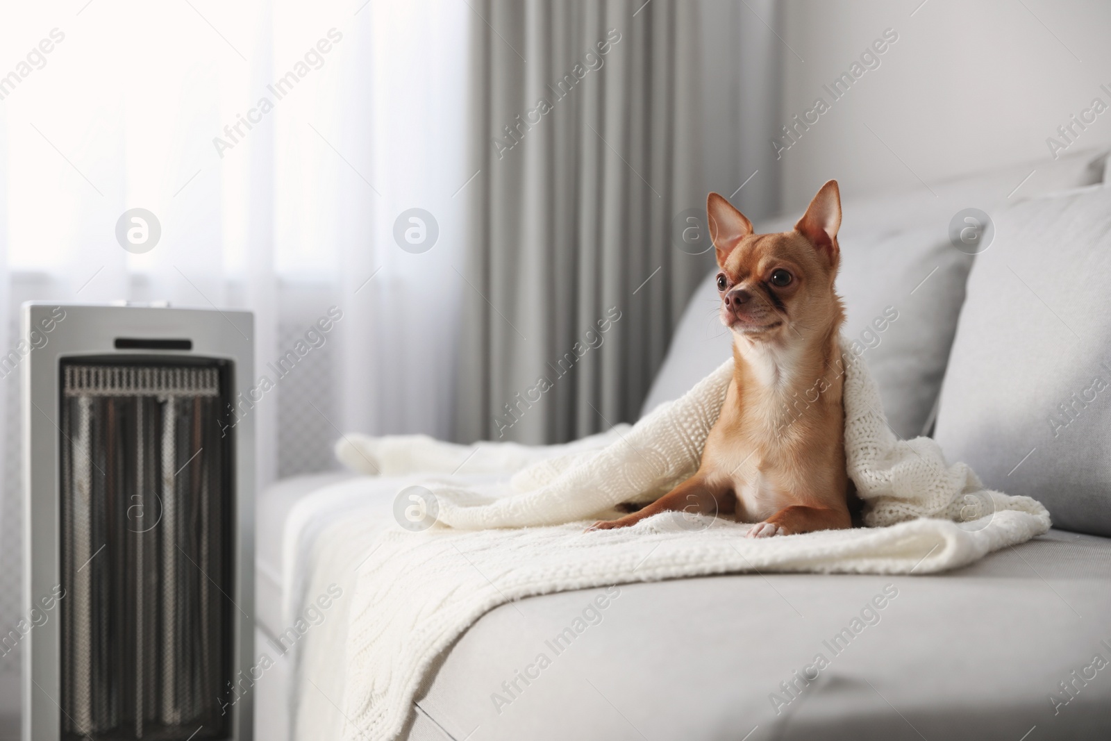 Photo of Chihuahua dog lying on grey sofa near electric heater in living room