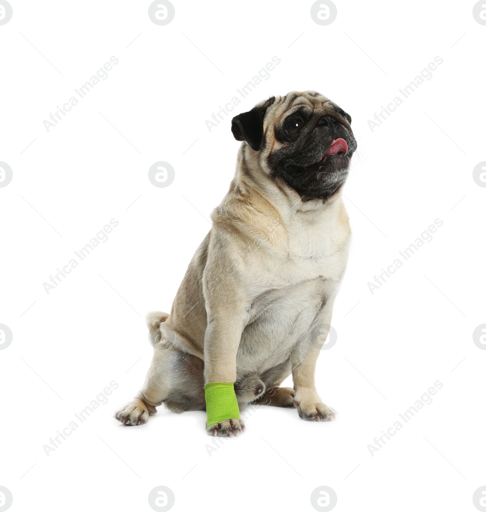 Photo of Cute pug dog with paw wrapped in medical bandage on white background