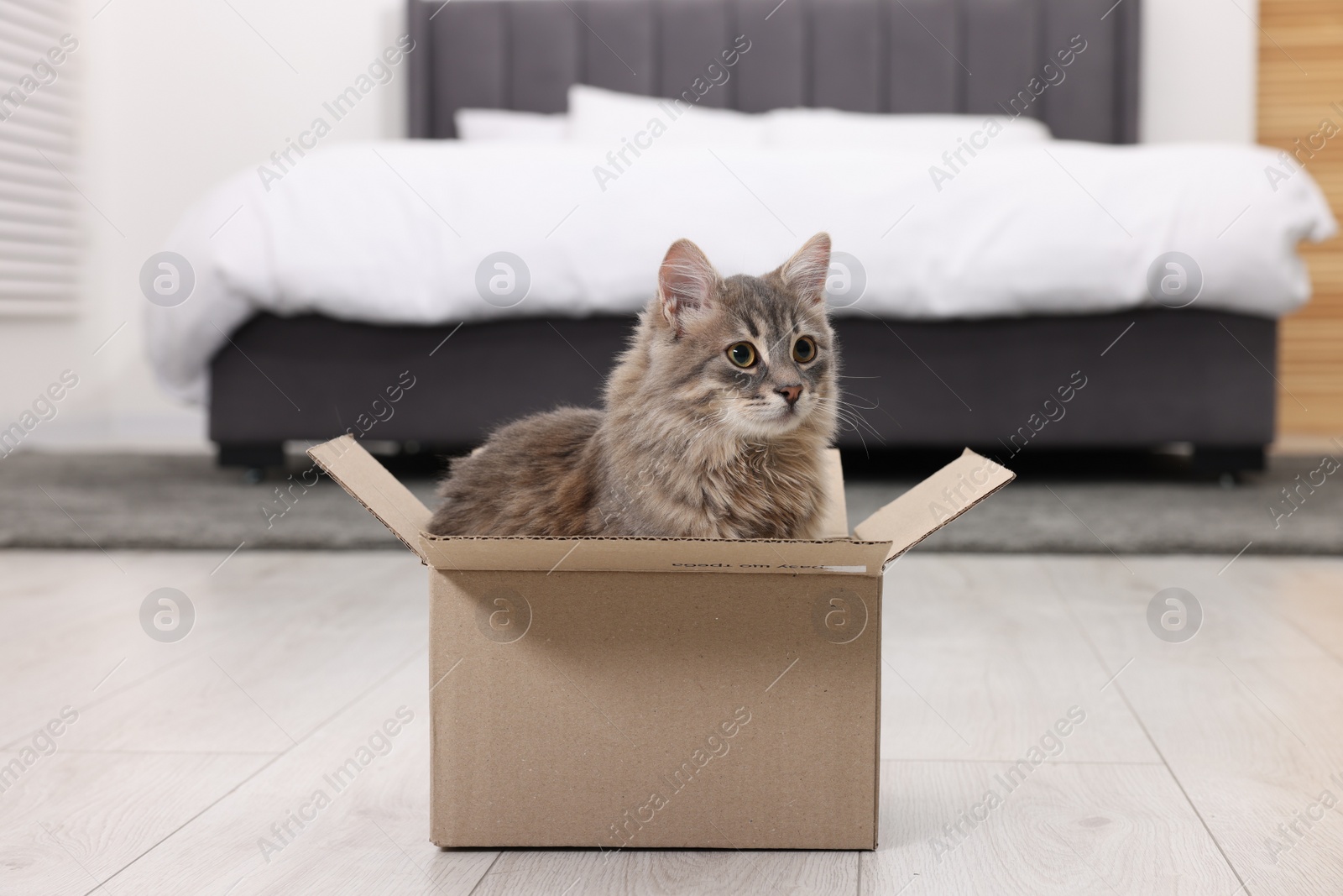 Photo of Cute fluffy cat in cardboard box on floor at home