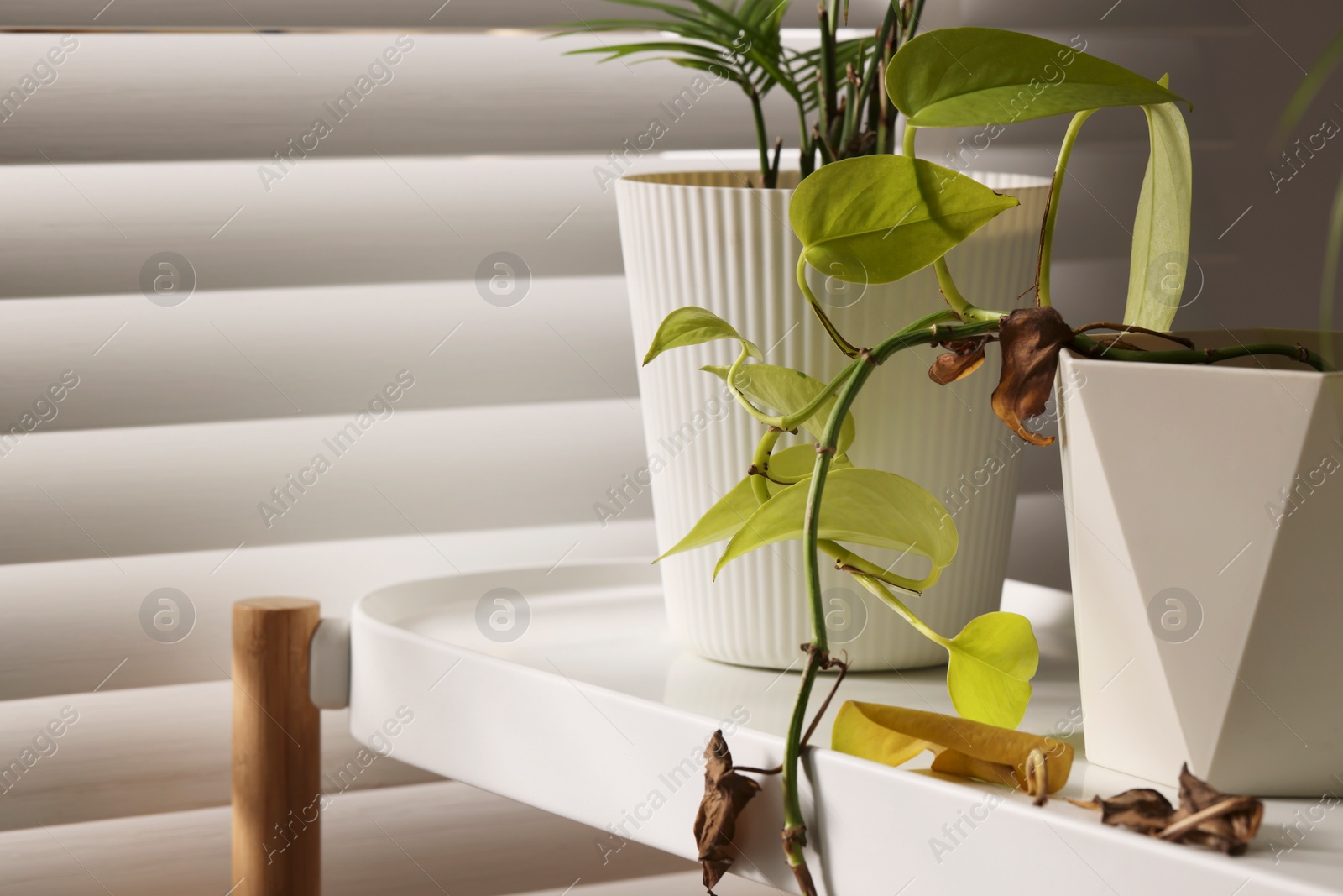 Photo of Potted houseplant with damaged leaves indoors. Space for text
