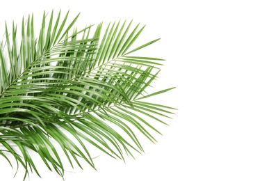 Photo of Beautiful tropical Sago palm leaves on white background