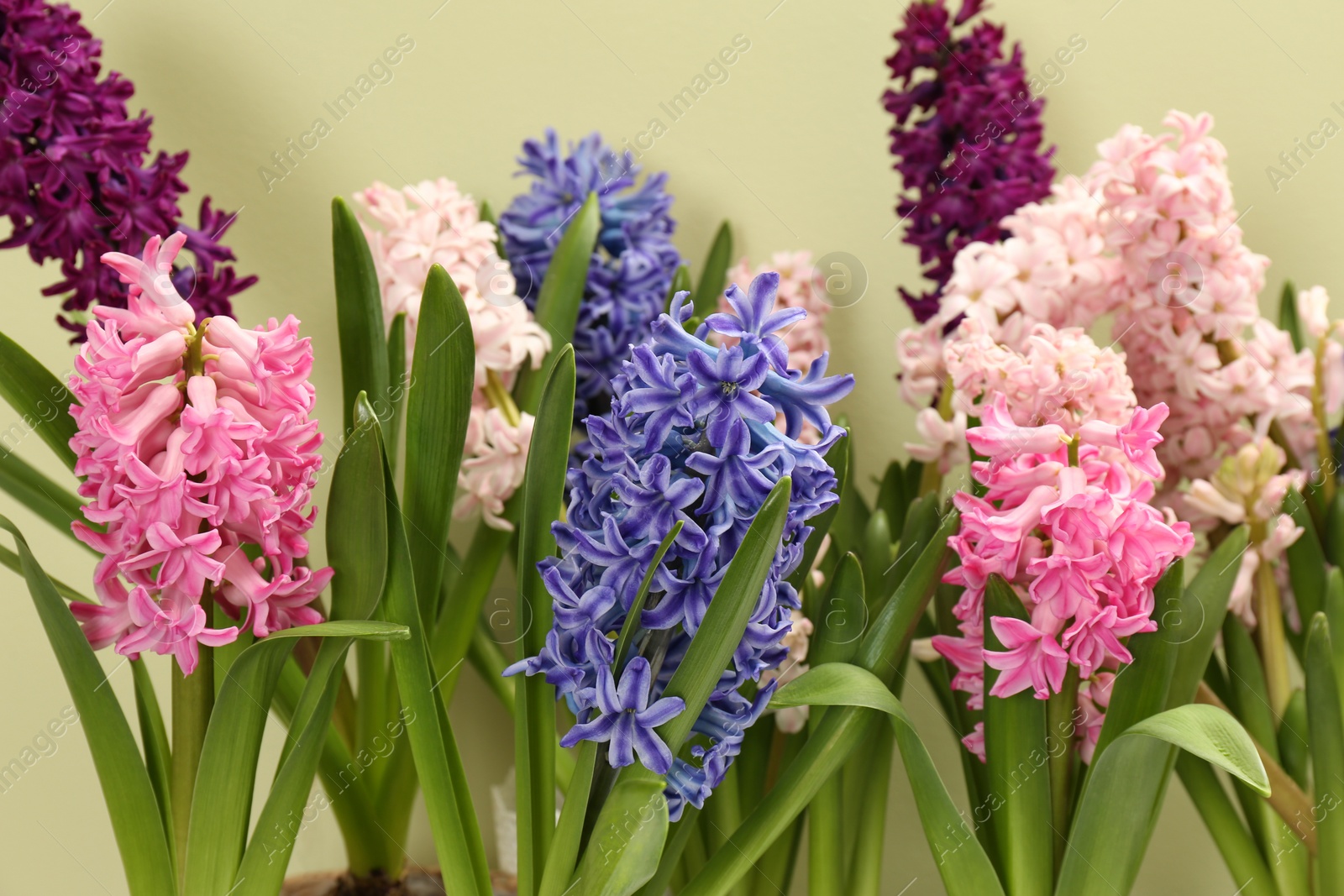 Photo of Beautiful spring hyacinth flowers on color background, closeup