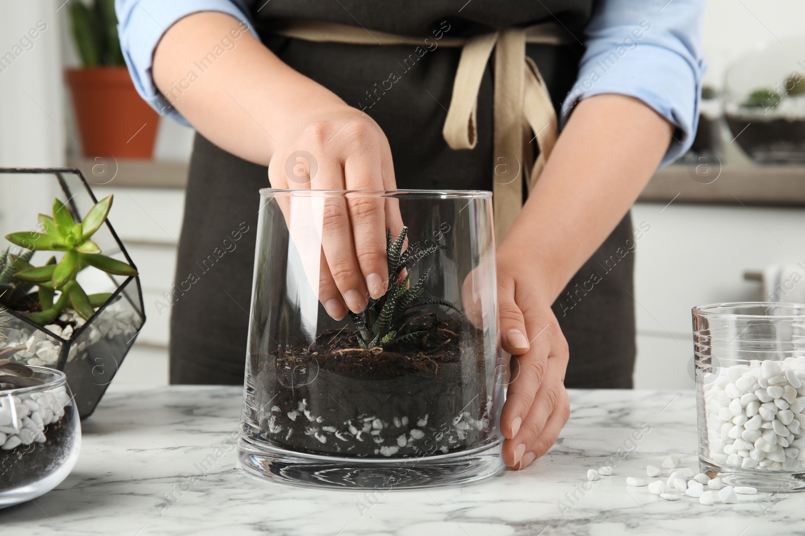 Photo of Woman making florarium of different succulents at table, closeup