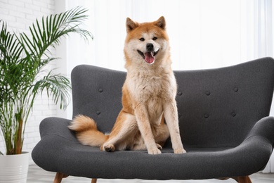 Photo of Cute Akita Inu dog on sofa in living room