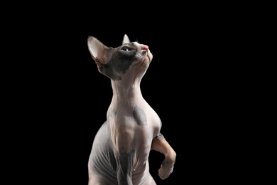 Photo of Cute sphynx cat on black background, space for text. Friendly pet