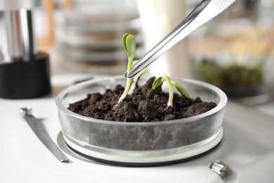 Photo of Examining soil with sprouted seeds in laboratory, closeup. Phytopathological testing of plants