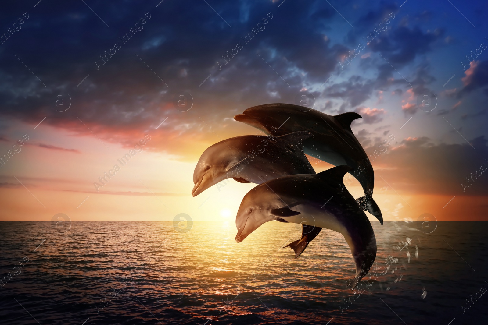 Image of Beautiful bottlenose dolphins jumping out of sea at sunset 