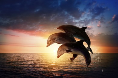 Image of Beautiful bottlenose dolphins jumping out of sea at sunset 