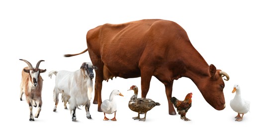 Image of Group of different farm animals on white background. Banner design