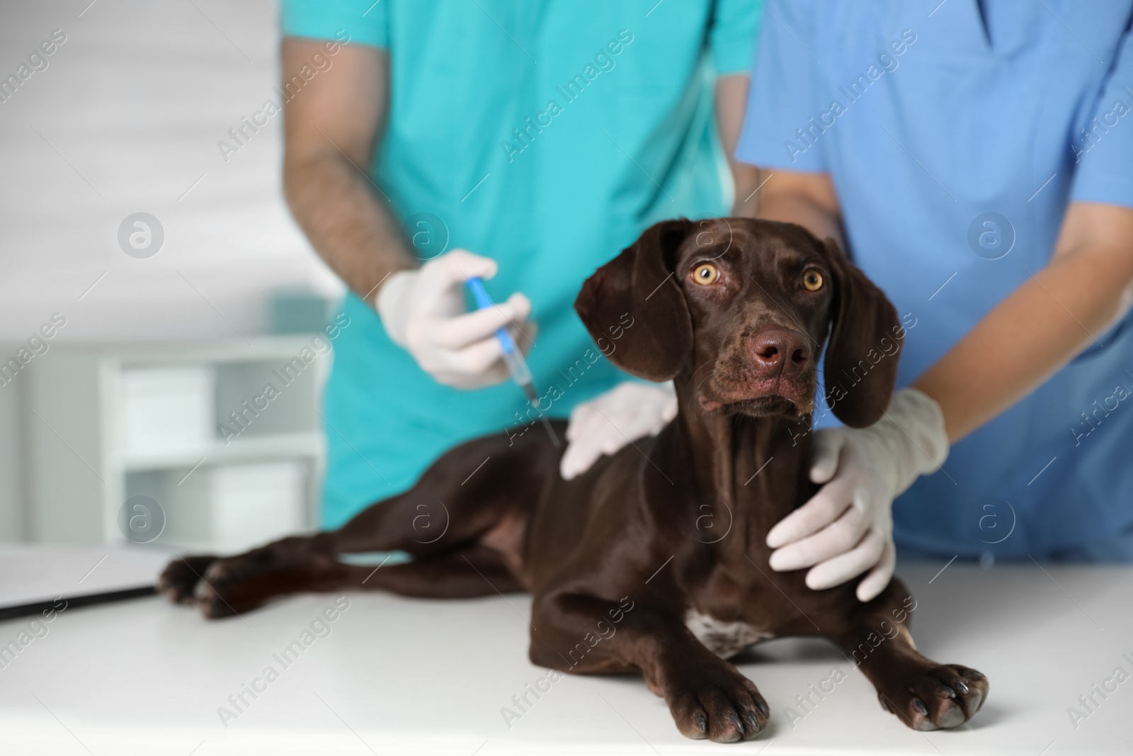 Photo of Professional veterinarians vaccinating dog in clinic, closeup