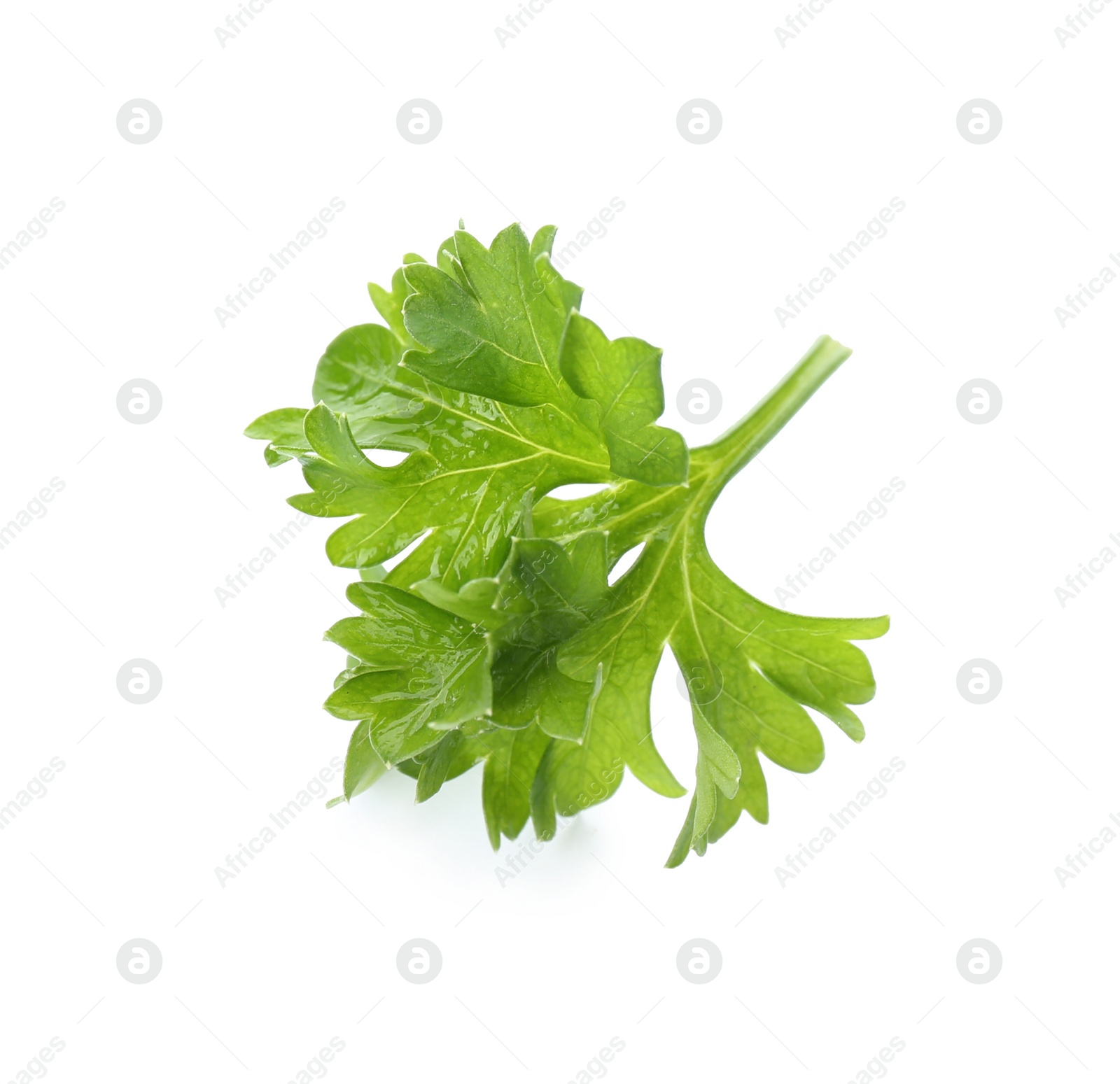 Photo of Fresh green curly parsley on white background