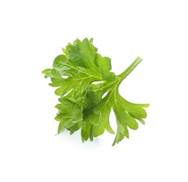 Photo of Fresh green curly parsley on white background