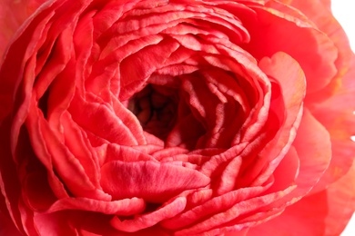 Beautiful fresh ranunculus flower as background, closeup view