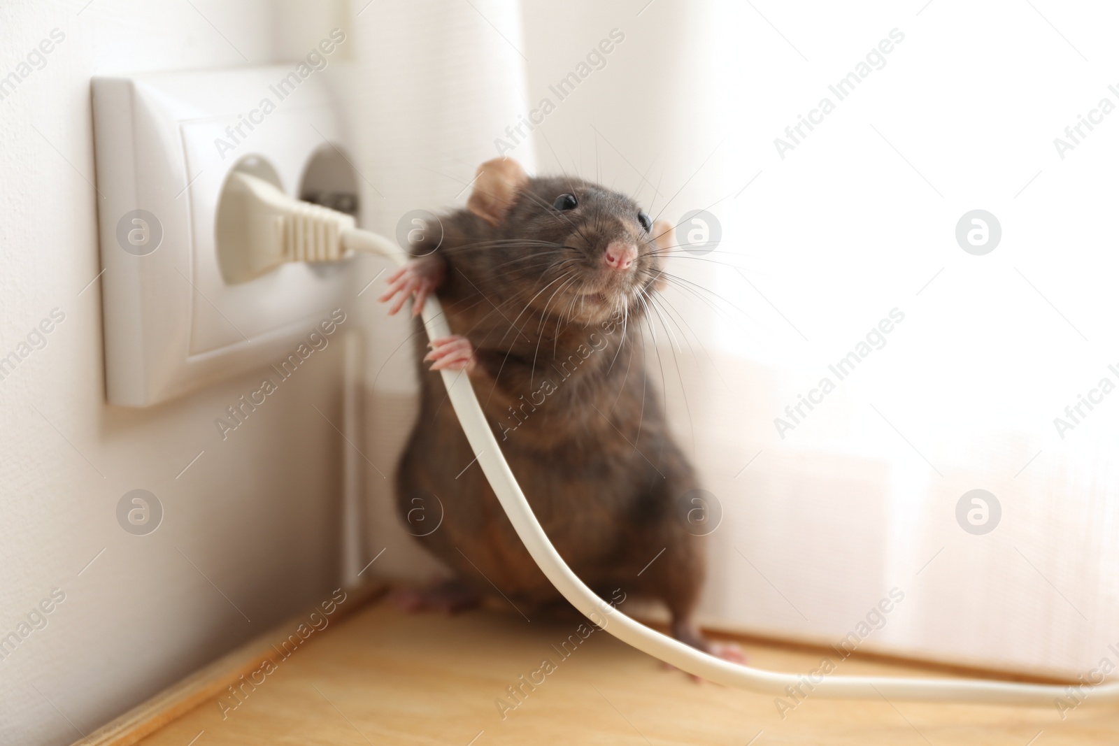 Photo of Rat near power socket indoors. Pest control