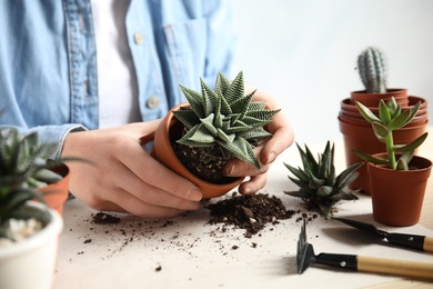 Photo of Woman transplanting home plant into new pot at table, closeup