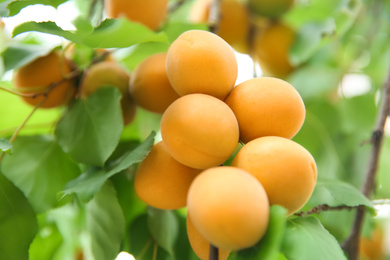 Photo of Delicious ripe apricots on tree outdoors, closeup