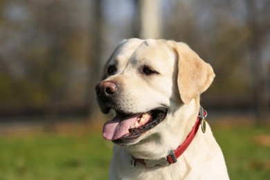 Photo of Yellow Labrador in park on sunny day, closeup