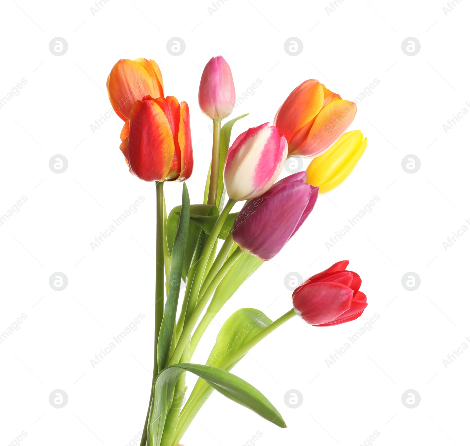 Photo of Beautiful bright tulips on white background. Spring flowers