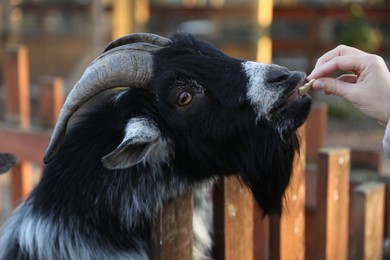 Woman feeding cute goat in zoo, closeup