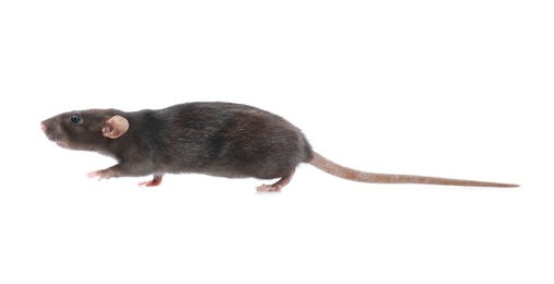 Photo of Cute rat on white background. Small rodent