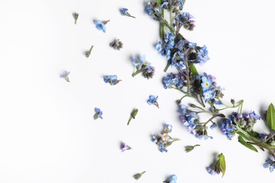 Beautiful forget-me-not flowers on white background, flat lay. Space for text