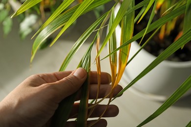 Photo of Woman near houseplant with leaf blight disease indoors, closeup