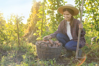Woman harvesting fresh ripe potatoes on farm. Space for text