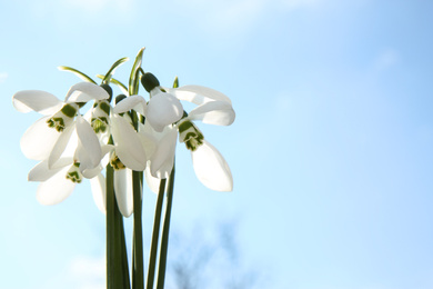 Photo of Bouquet of beautiful snowdrops against sky, space for text. Spring flowers