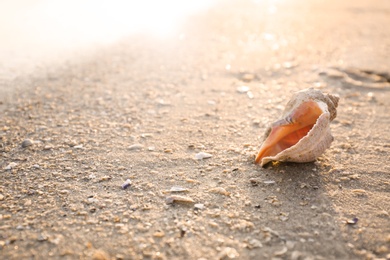 Photo of Sunlit sandy beach with beautiful seashell on summer day. Space for text