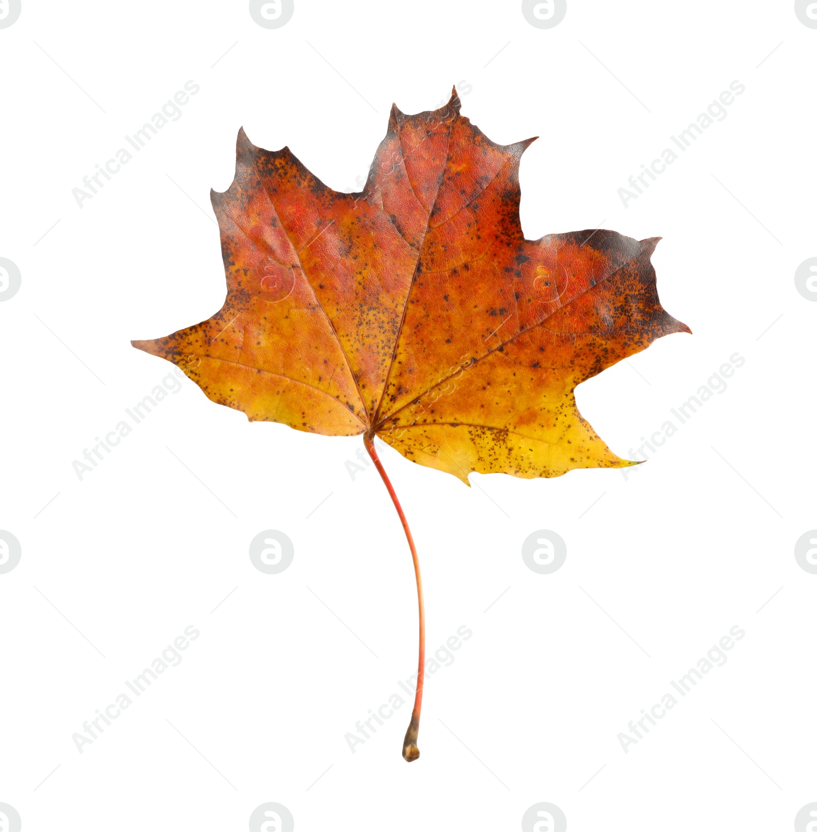 Photo of One maple leaf isolated on white. Autumn season