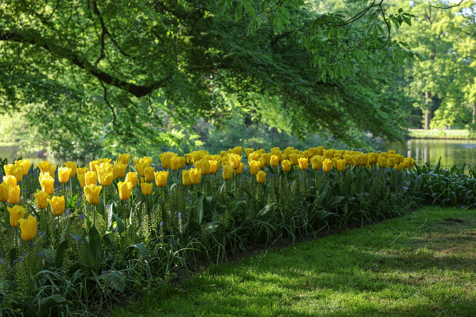 Photo of Many beautiful tulip flowers growing in park. Spring season