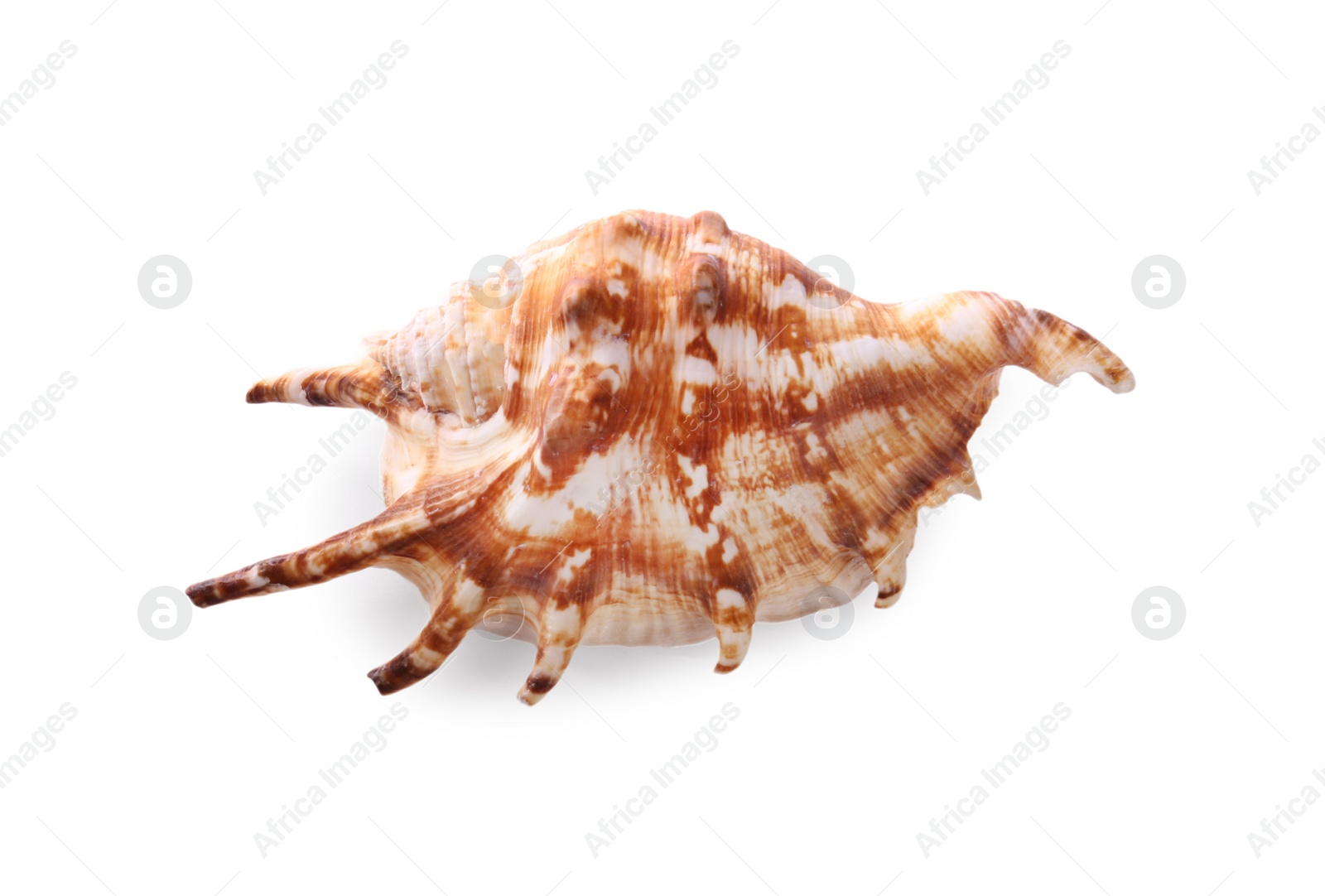 Photo of Beautiful exotic sea shell isolated on white