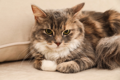 Cute fluffy cat on sofa at home. Domestic pet