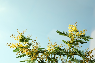 Photo of Beautiful view of mimosa tree with bright yellow flowers against blue sky, space for text